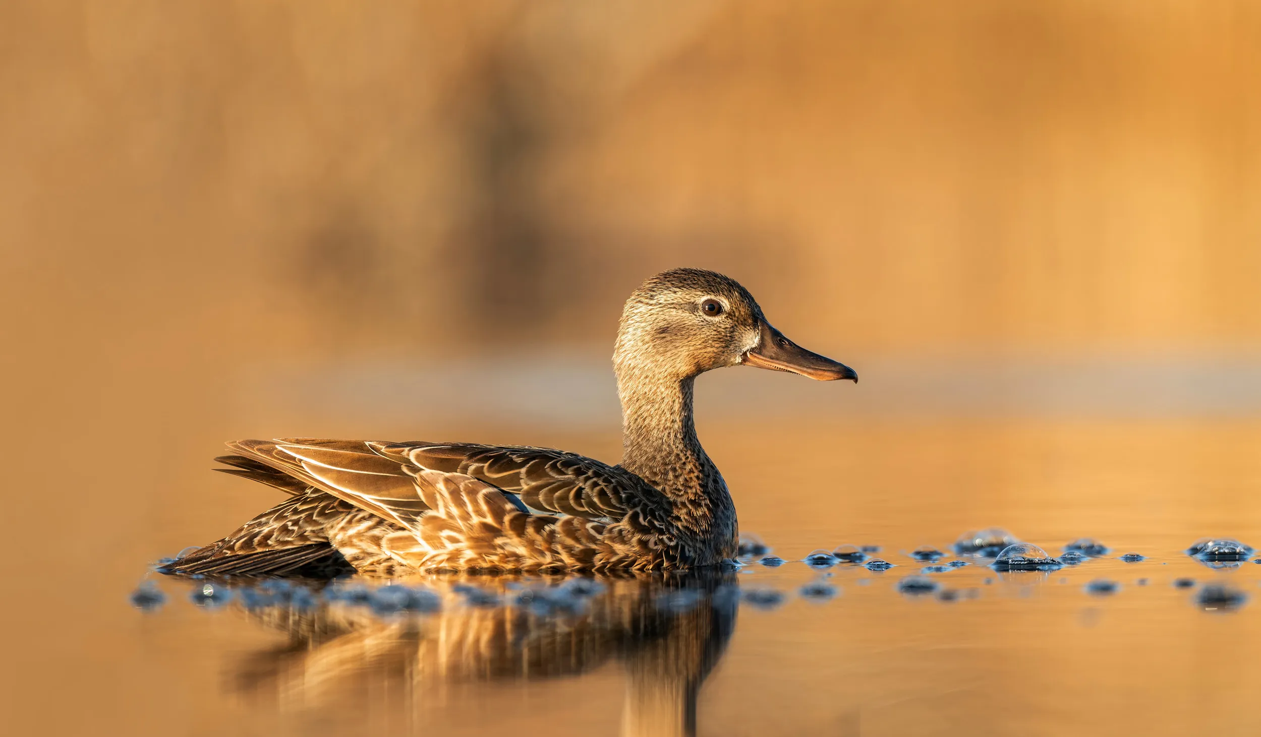 A lone female Teal swimming in a pond in spring time.